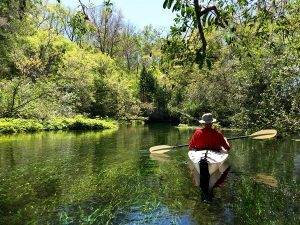 kayaking alligators